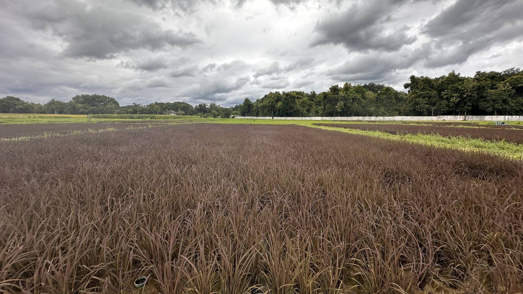 แปลงข้าวจริงของ Big Natural สำหรับงานพัฒนาวัตถุดิบ